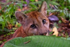 Wild animal sanctuaries uk